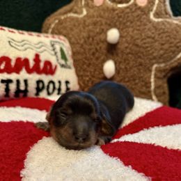 Girl 4 - Black and tan female Dachshund puppy in Franklin, Tennessee from Wendy's Weenies