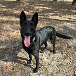 Sicily - Black brindle female Dutch Shepherd puppy in Fayetteville, North Carolina from Iron Sight K9s