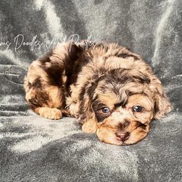 Tultiry - Brown merle female Aussiedoodle puppy in Cleveland, Georgia from Jam's Doodles And Poodles
