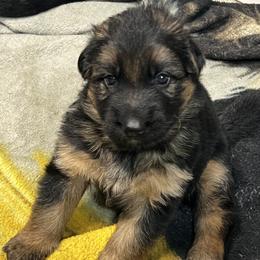 Purple girl - Black and red female German Shepherd puppy in Humboldt, Iowa from Valiant Shepherds