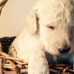 Poodles from Keri Standard and Miniature Poodles