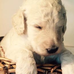 Poodles from Keri Standard and Miniature Poodles