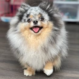 Pomeranians from Nhu Nguyen's Pomeranians