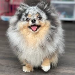 Pomeranians from Nhu Nguyen's Pomeranians