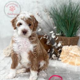 Pink girl - Red female Bernedoodle puppy in Waukesha, Wisconsin from Bernedoodle Boutique (and Cavapoos)