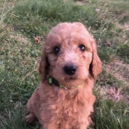 Goldendoodles from Teddy Bear Doodles