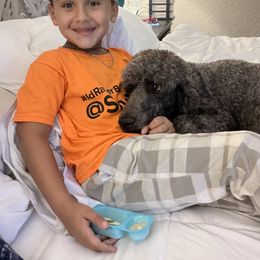 Cockapoo, Goldendoodle, and Poodle All Grown Up from Clad Doodles