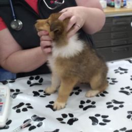 Benz - Sable and white male Collie puppy in Nevada, Missouri from Briarwood Collies