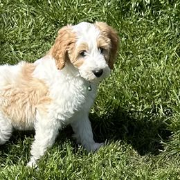 Boy 1 - Fawn and white Sheepadoodle puppy in Franklin, Texas from Cross Doodles