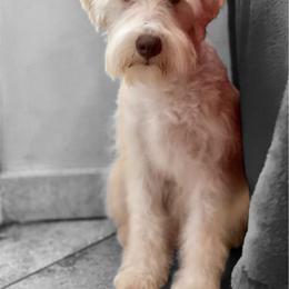 Khloe - Miniature Schnauzer