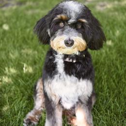 Penni - Bernedoodle