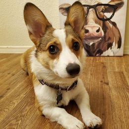 Pembroke Welsh Corgis from Kams Corgis