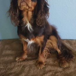Cody - Cavalier King Charles Spaniel
