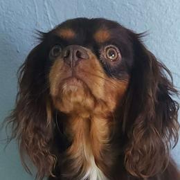 Cody - Cavalier King Charles Spaniel