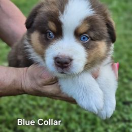 Blue Collar - Red tri-color male Australian Shepherd puppy in Parkdale, Michigan from Wilkosz Wigglebutts