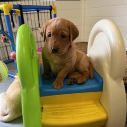 Girl 1 - Yellow female Labrador Retriever puppy in Dover Plains, New York from Clearmountain Retrievers