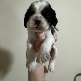 Male 1 - Black white and tan male Cocker Spaniel puppy in Greensboro, North Carolina from Cochran Spaniels