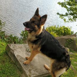 Luna - German Shepherd