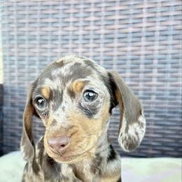Bell full akc - Dapple female Dachshund puppy in Tonopah, Arizona from Brandie's Dachshunds