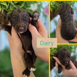 Dairy - Phantom male Goldendoodle puppy in Decatur, Tennessee from Diamond's Doodles