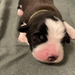 Lime green collar male - Red and white male Saint Bernard puppy in Albany, Georgia from Magnolia Saint Bernards