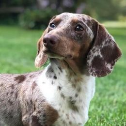 Dachshunds and Pembroke Welsh Corgis from SK Quality Corgis and Dachshunds