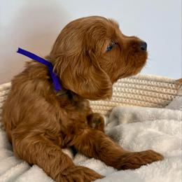 Nabbit - Red  male Goldendoodle puppy in Dayton, Tennessee from MK Goldendoodles