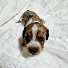 Bella - Dapple female Dachshund puppy in El Mirage, Arizona from Sunset Dachshunds