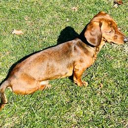 Skipper - Brindle male Dachshund puppy in Three Rivers, Michigan from Michiana Dachshunds