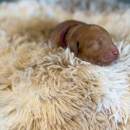 Maroon Collar - Red  female Goldendoodle puppy in Ottawa, Kansas from Kansas Country Doodles