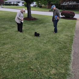 Miniature Schnauzer Puppies from Shenandoah Schnauzers