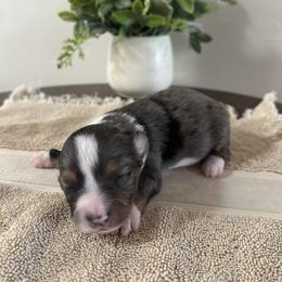 Toy Australian Shepherd Puppies from Itty Bitty Aussies