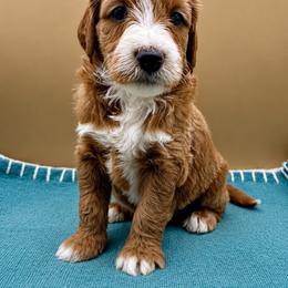 Mule - Apricot male Goldendoodle puppy in Hendersonville, North Carolina from Kim's Cove