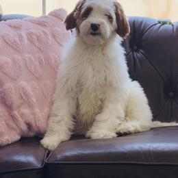 Boy 1 - Tri-color male Australian Labradoodle puppy in Florence, New Jersey from Royal Manor Labradoodles