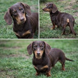 Tiramisu - Dachshund