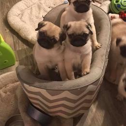 Pug Puppies from Pickwick Pugs