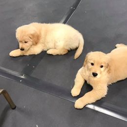 Golden Retriever and Pug Puppies from Oryan Goldens and Pugs