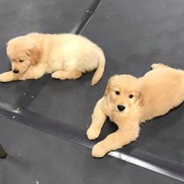 Golden Retriever and Pug Puppies from Oryan Goldens and Pugs