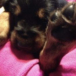 Otterhound Puppies from Riverrun Otterhounds