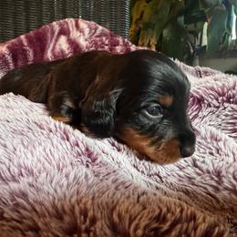 Rascal - Black and tan male Dachshund puppy in Corbin, Kentucky from Doxie Dapples