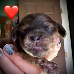 Elektra Rhune - Brindle female Dachshund puppy in Cadillac, Michigan from Winzig Ranch