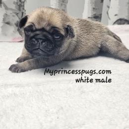 Baby boy c - Fawn male Pug puppy in Kodak, Tennessee from My Princess Pugs