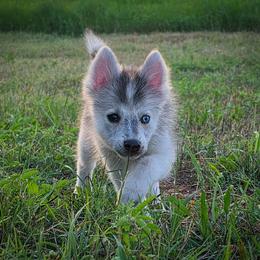 Reiniera Toy Wolf Silver Stunner - Silver female Pomsky puppy in Perkins, Oklahoma from A-Dream Pomsky Kennel