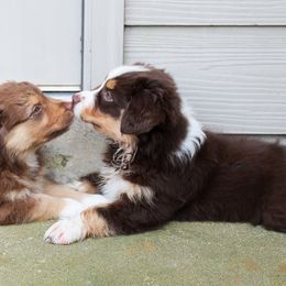 Australian Shepherd Puppies from Forte Australian Shepherds & Co.