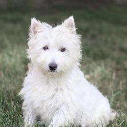Magnolia - West Highland White Terrier
