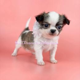 Belle-a - Chocolate brindled fawn female Chihuahua puppy in Anderson, South Carolina from Lil Treasures Chihuahuas