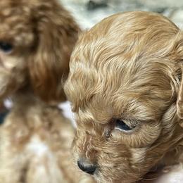 Cavapoos from Shawn's Cavapoos