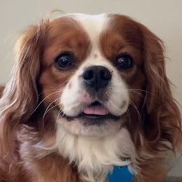 Cavalier King Charles Spaniels and Cavapoos from Rocky Top Cavapoos