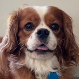 Cavalier King Charles Spaniels and Cavapoos from Rocky Top Cavapoos