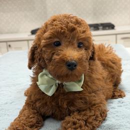 Ginger - Red  female Goldendoodle puppy in Herriman, Utah from Rose canyon doodles